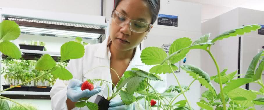 Bayer will zu einem führenden Unternehmen der Landwirtschaft aufsteigen. ... Wissenschaftlerin untersucht Erdbeerpflanzen im Forschungslabor für Pflanzenpathologie der Division Crop Science von Bayer.