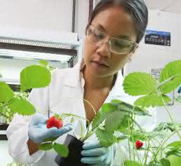 Bayer will zu einem führenden Unternehmen der Landwirtschaft aufsteigen. ... Wissenschaftlerin untersucht Erdbeerpflanzen im Forschungslabor für Pflanzenpathologie der Division Crop Science von Bayer.