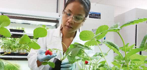 Bayer will zu einem führenden Unternehmen der Landwirtschaft aufsteigen. ... Wissenschaftlerin untersucht Erdbeerpflanzen im Forschungslabor für Pflanzenpathologie der Division Crop Science von Bayer.