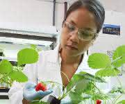 Wissenschaftlerin untersucht Erdbeerpflanzen im Forschungslabor für Pflanzenpathologie der Division Crop Science von Bayer.