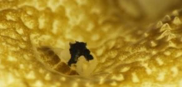Ein Korallenpolyp nimmt einen Mikroplastikpartikel auf.