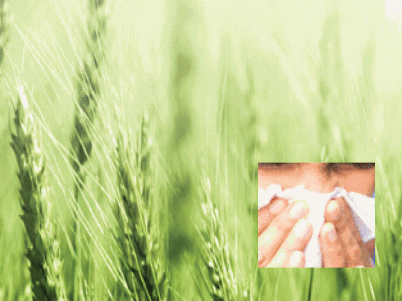 Gras und Mensch beim Naseputzen
