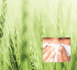Zu den neuen rekombinanten Allergenen von Meridian Life Science gehören auch Süßgräser-Allergene. Gras und Mensch beim Naseputzen