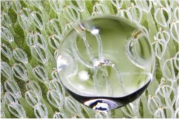 KIT salvinia effect KIT salvinia effect