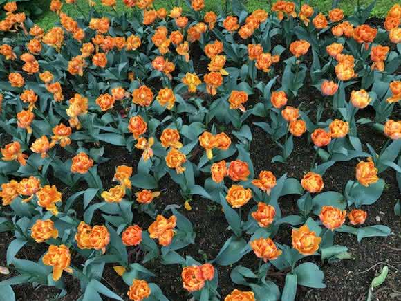 Tulpenfeld