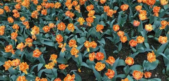 Tulpenfeld