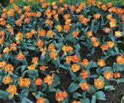 Tulpenfeld