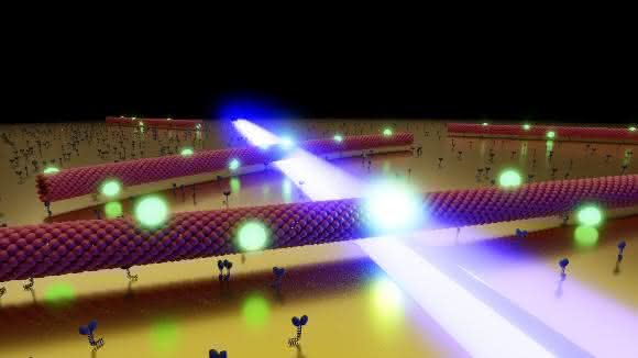 Mikrotubuli gleiten durch das optische Nahfeld (blau) einer nanostrukturierten Goldoberfläche. Die an ihnen befestigten Quantenpunkte (grün) reagieren auf das lokale Feld, indem sie verstärkt fluoreszieren. (Bild: JMU, Heiko Groß)