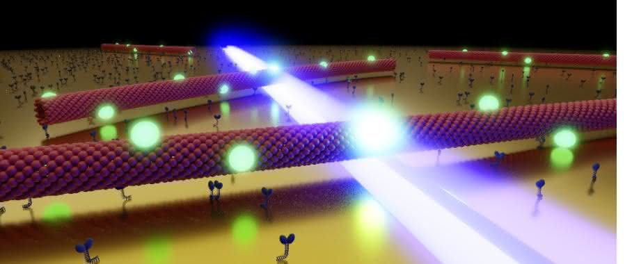Mikrotubuli gleiten durch das optische Nahfeld (blau) einer nanostrukturierten Goldoberfläche. Die an ihnen befestigten Quantenpunkte (grün) reagieren auf das lokale Feld, indem sie verstärkt fluoreszieren. (Bild: JMU, Heiko Groß) Mikrotubuli gleiten durch das optische Nahfeld (blau) einer nanostrukturierten Goldoberfläche. Die an ihnen befestigten Quantenpunkte (grün) reagieren auf das lokale Feld, indem sie verstärkt fluoreszieren. (Bild: JMU, Heiko Groß)