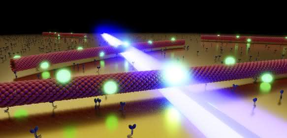 Mikrotubuli gleiten durch das optische Nahfeld (blau) einer nanostrukturierten Goldoberfläche. Die an ihnen befestigten Quantenpunkte (grün) reagieren auf das lokale Feld, indem sie verstärkt fluoreszieren. (Bild: JMU, Heiko Groß)