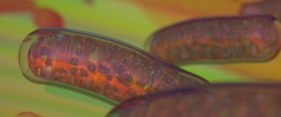 Mitochondrien