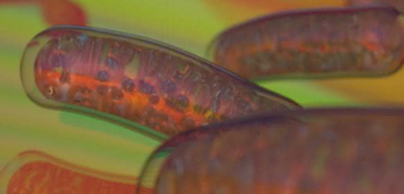 Mitochondrien