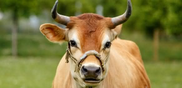 In einem Rind wächst täglich Mikrobenmasse im Kilogrammbereich heran. (Bild: Uni Hohenheim) Kuh