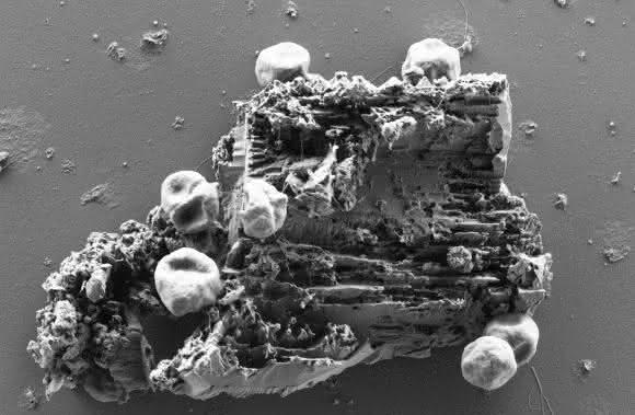 Sieben rundliche Zellen des Archaeums Pyrococcus furiosus heften an authentisches Martial eines schwarzen Rauchers (gesammelt in 2 500 m Tiefe vor Mexiko) mittels ihrer Flagellen an. Diese fadenförmigen Zellanhänge bevorzugen hierfür Spalten der Mineralien. (Bild: Universität Regensburg, Reinhard Wirth) Sieben rundliche Zellen des Archaeums Pyrococcus furiosus heften an authentisches Martial eines schwarzen Rauchers mittels ihrer Flagellen an.