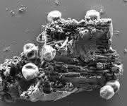 Sieben rundliche Zellen des Archaeums Pyrococcus furiosus heften an authentisches Martial eines schwarzen Rauchers mittels ihrer Flagellen an.
