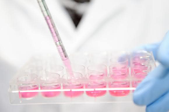 Im "Projekthaus Tissue Engineering" suchen Wissenschaftler aus unterschiedlichen Disziplinen nach Lösungen für die Regeneration von Gewebe. (Bild: Evonik) Laborbild: Pipettieren in eine Multiwellplatte