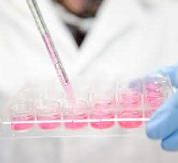 Im "Projekthaus Tissue Engineering" suchen Wissenschaftler aus unterschiedlichen Disziplinen nach Lösungen für die Regeneration von Gewebe. (Bild: Evonik) Laborbild: Pipettieren in eine Multiwellplatte