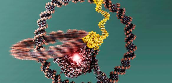 Modell der Nanomaschine: Die beiden ineinandergreifenden Ringe sind gut zu erkennen. In der Mitte befindet sich die T7-RNA-Polymerase. (Bild: Julián Valero) Modell der Nanomaschine