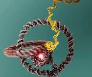 Modell der Nanomaschine: Die beiden ineinandergreifenden Ringe sind gut zu erkennen. In der Mitte befindet sich die T7-RNA-Polymerase. (Bild: Julián Valero) Modell der Nanomaschine