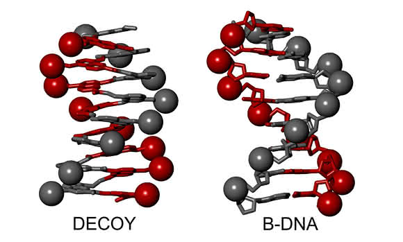 Das Bild zeigt eine B-DNA-Doppelhelix und ein Foldamer, das einen einzelnen Helixstrang nachahmt. (Ivan Huc, LMU) Modell einer B-DNA-Doppelhelix und mit einem Foldamer, das einen einzelnen Helixstrang nachahmt.