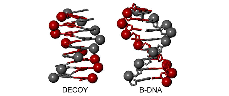 Das Bild zeigt eine B-DNA-Doppelhelix und ein Foldamer, das einen einzelnen Helixstrang nachahmt. (Ivan Huc, LMU) Modell einer B-DNA-Doppelhelix und mit einem Foldamer, das einen einzelnen Helixstrang nachahmt.