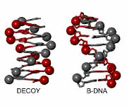Das Bild zeigt eine B-DNA-Doppelhelix und ein Foldamer, das einen einzelnen Helixstrang nachahmt. (Ivan Huc, LMU) Modell einer B-DNA-Doppelhelix und mit einem Foldamer, das einen einzelnen Helixstrang nachahmt.