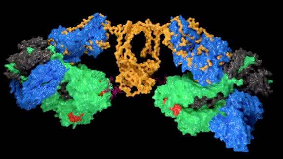Modell: IgA1-Antikörper binden an das Influenza-A-Virus-Antigen Hämagglutinin