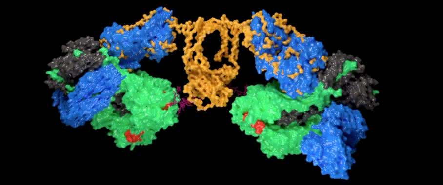 Modell: IgA1-Antikörper binden an das Influenza-A-Virus-Antigen Hämagglutinin