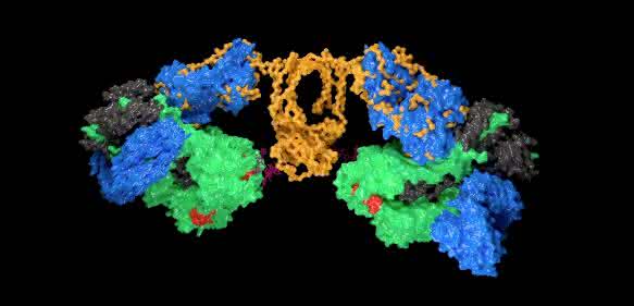 Modell: IgA1-Antikörper binden an das Influenza-A-Virus-Antigen Hämagglutinin