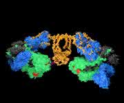 Modell: IgA1-Antikörper binden an das Influenza-A-Virus-Antigen Hämagglutinin
