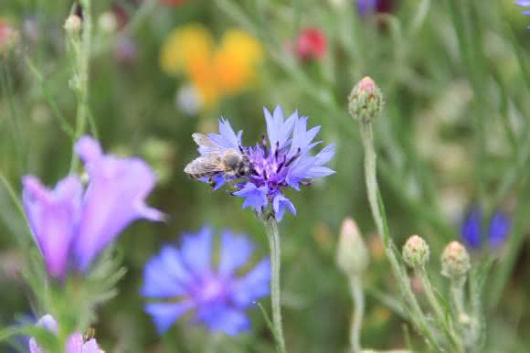 In hoher Dosierung beeinflusst ein neues Pestizid die Geschmackswahrnehmung sowie das Lernen und das Gedächtnis von Honigbienen negativ. (Foto: Ricarda Scheiner, Uni Würzburg) Biene auf Wiese