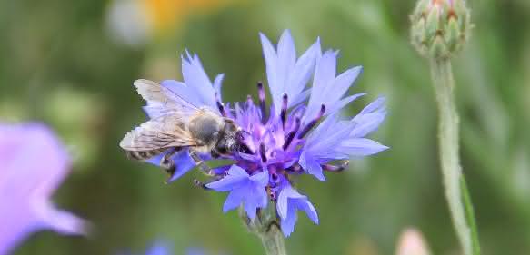 In hoher Dosierung beeinflusst ein neues Pestizid die Geschmackswahrnehmung sowie das Lernen und das Gedächtnis von Honigbienen negativ. (Foto: Ricarda Scheiner, Uni Würzburg) Biene auf Wiese