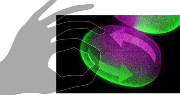 Schematische Darstellung: Kontrollierte Ströme erzeugen und Biomoleküle im Embryo verfolgen