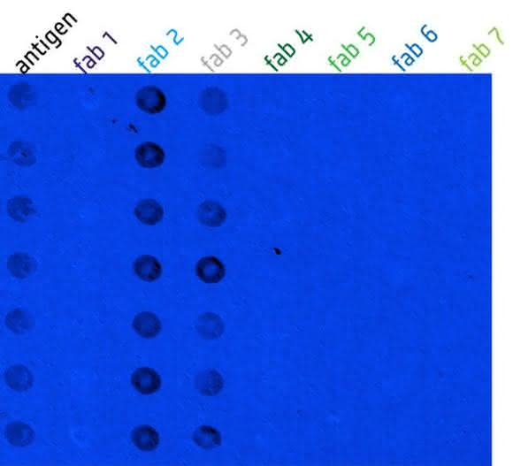 Bild der SCORE Messung eines Epitopmapping Experiments