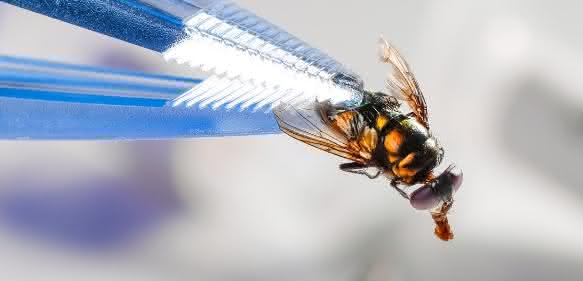 Pinzette fasst Fliege