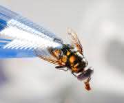Auf Fliegen konnten bereits sämtliche hoch gefährlichen Antibiotikaresistenzen ... Pinzette fasst Fliege