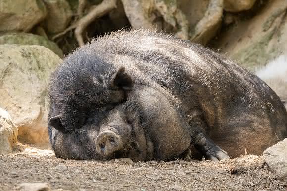 fettleibiges Hängebauchschwein