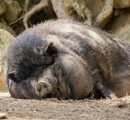 Hat es auch nicht gerade leicht mit seinem Gewicht: Hängebauchschwein fettleibiges Hängebauchschwein