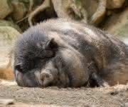 fettleibiges Hängebauchschwein