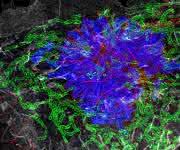 Mikroskopische Aufnahme einer Zelle mit Mitochondrien, Tubulin und Aktin
