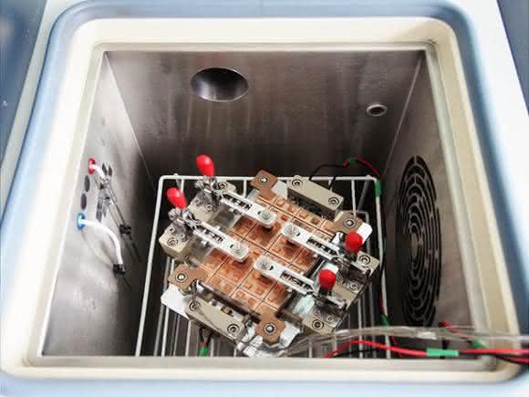 Ready-to-use-Toxizitätstest: Tox-Assay aus dem Eis