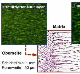 Strukturinduzierte, natürliche Gewebeformatio