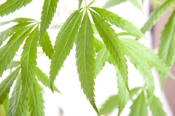 Cannabis-Pflanze Cannabis-Pflanze
