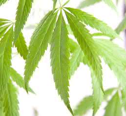 Cannabis-Pflanze Cannabis-Pflanze