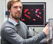 Forschungsgruppenleiter Sander Bekeschus beim Mikroskopieren von Tumorzellen. (Bild: INP/Henning Kraudzun) Forschungsgruppenleiter Sander Bekeschus beim Mikroskopieren von Tumorzellen