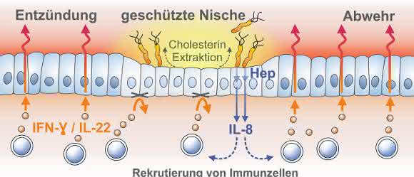 Zellen der Magenschleimhaut