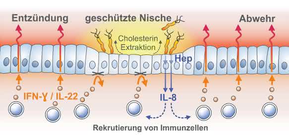 Zellen der Magenschleimhaut