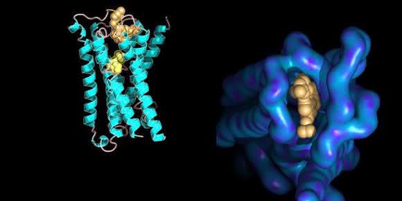 Molekülmodell eines Membranrezeptors