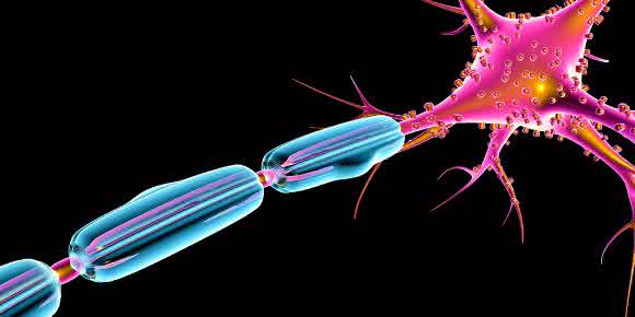 Nervenfaser Neurologie: Axone: Enzym sorgt für dicke Isolation