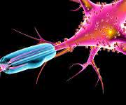Nervenfaser Neurologie: Axone: Enzym sorgt für dicke Isolation